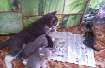 В моей семье читают все