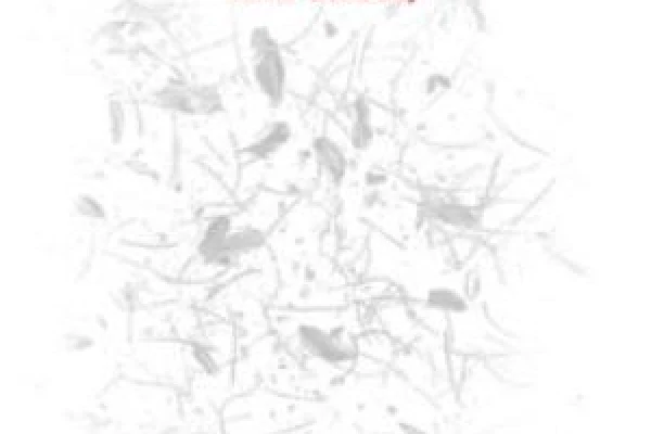 Итоги Нобелевской премии по литературе 2019 года